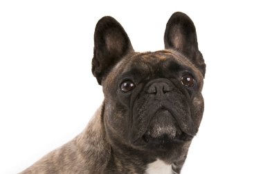 Beyaz arka plan üzerinde izole güzel Fransız bulldog köpek