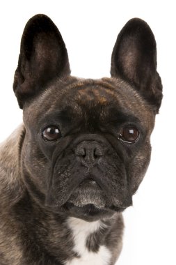 Beyaz arka plan üzerinde izole güzel Fransız bulldog köpek