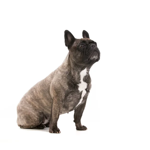 Schöne französische Bulldogge isoliert auf weißem Hintergrund — Stockfoto