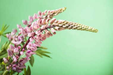 güzel acı bakla çiçekler  