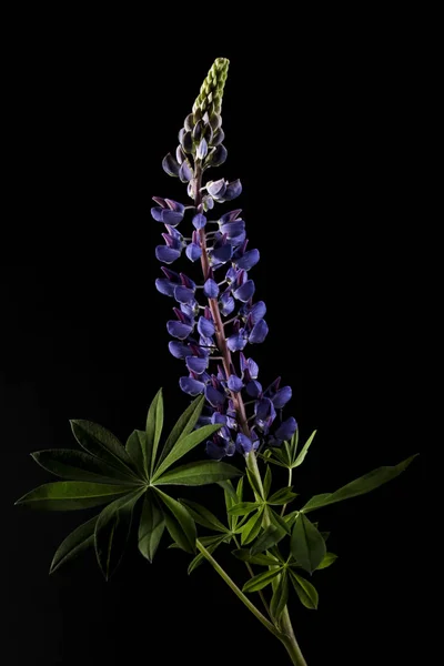 Hermosas flores de altramuz — Foto de Stock