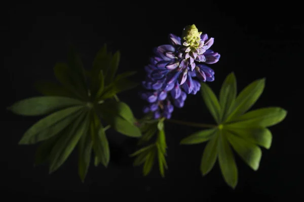 Beautiful lupine flowers — Stock Photo, Image