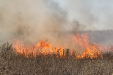 Çim ve küçük ağaçlar erken ilkbaharda yanan orman ateşi