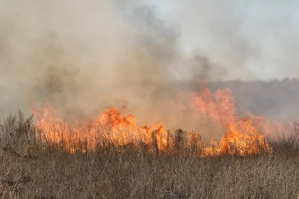 Feu Forêt Herbe Brûlante Petits Arbres Début Printemps — Photo