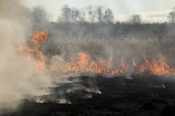 Skovbrand Brændende Græs Små Træer Det Tidlige Forår - Stock-foto