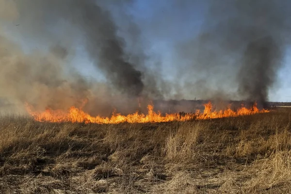 Forest Fire Burning Grass Small Trees Early Spring — Stock Photo, Image