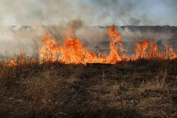 Çim ve küçük ağaçlar erken ilkbaharda yanan orman ateşi