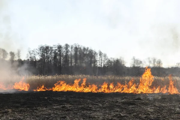 Skovbrand Brændende Græs Små Træer Det Tidlige Forår - Stock-foto