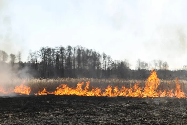 Waldbrand Brennendes Gras Und Kleine Bäume Zeitigen Frühling — Stockfoto