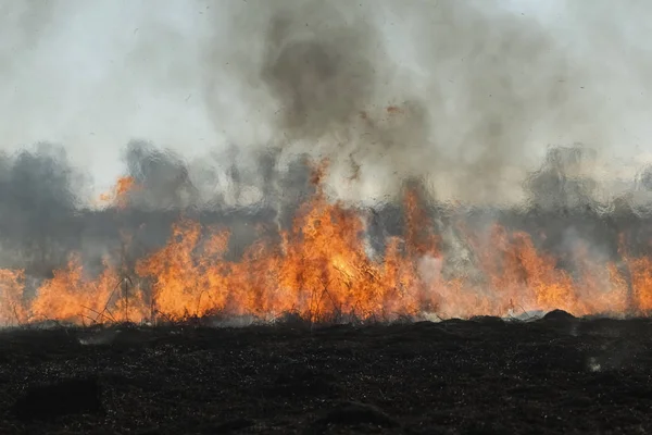 Waldbrand Brennendes Gras Und Kleine Bäume Zeitigen Frühling — Stockfoto