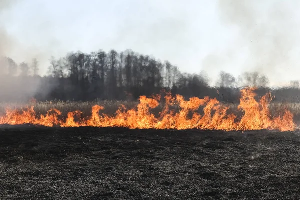 Feu Forêt Herbe Brûlante Petits Arbres Début Printemps — Photo