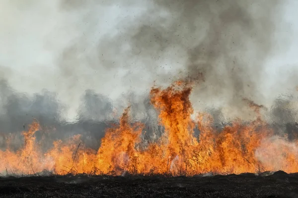 Waldbrand Brennendes Gras Und Kleine Bäume Zeitigen Frühling — Stockfoto