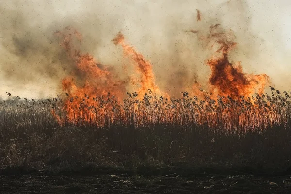 Waldbrand Brennendes Gras Und Kleine Bäume Zeitigen Frühling — Stockfoto