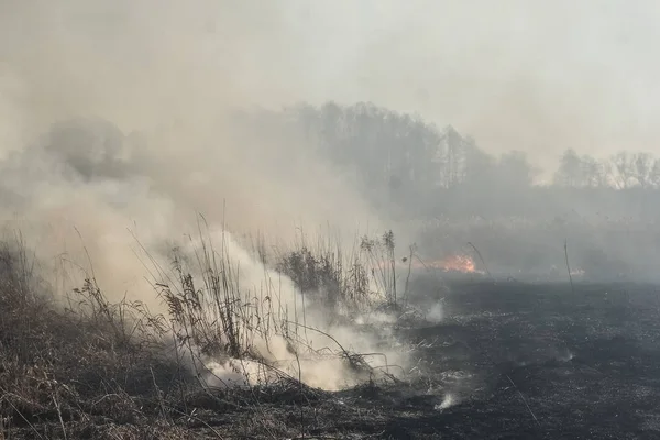 Incendio Forestal Quema Hierba Árboles Pequeños Principios Primavera —  Fotos de Stock