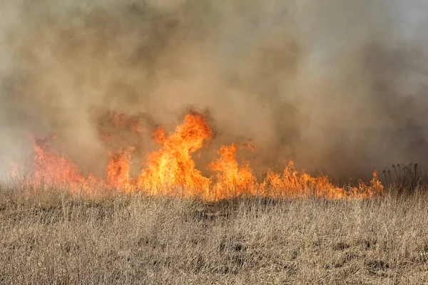 Fogo Florestal Grama Ardente Pequenas Árvores Início Primavera — Fotografia de Stock