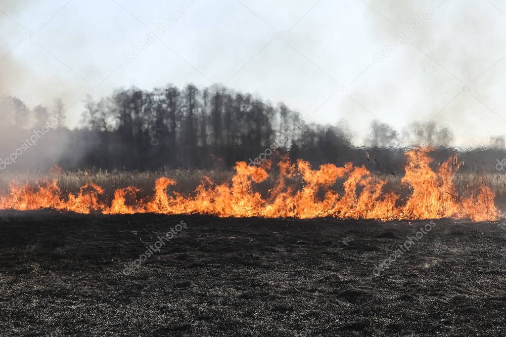 Forest fire, burning grass and small trees in early spring