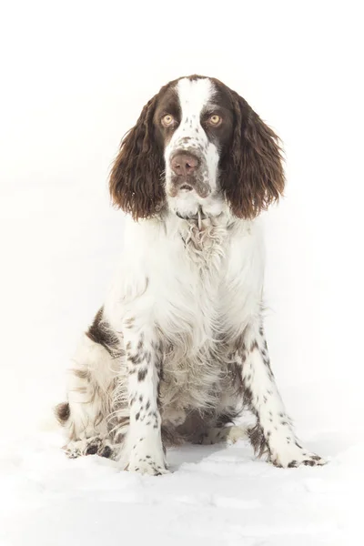 Jungspringer Spaniel Winter — Stockfoto