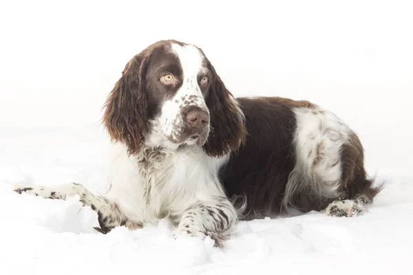 Jovem Springer Spaniel Inverno — Fotografia de Stock