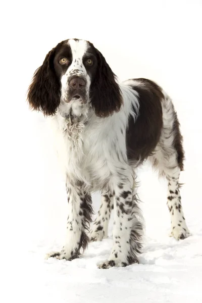 Young Springer Spaniel Winter — Stock Photo, Image