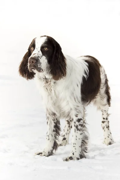 Young Springer Spaniel Winter — Stock Photo, Image