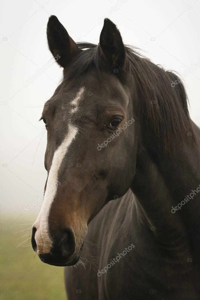 Portrait of a purebred young horse
