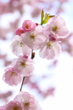 Pembe sakura çiçekleri, bahar sakura çiçekleri. Bahar geldi. Bahar çiçeklerinin arka planı