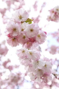 Pembe sakura çiçekleri, bahar sakura çiçekleri. Bahar geldi. Bahar çiçeklerinin arka planı