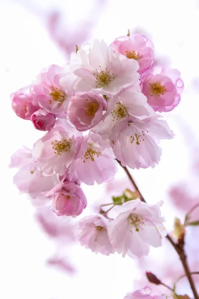 Fiori Sakura Rosa Fiori Sakura Primaverili Primavera Sfondo Fiori Primavera — Foto Stock