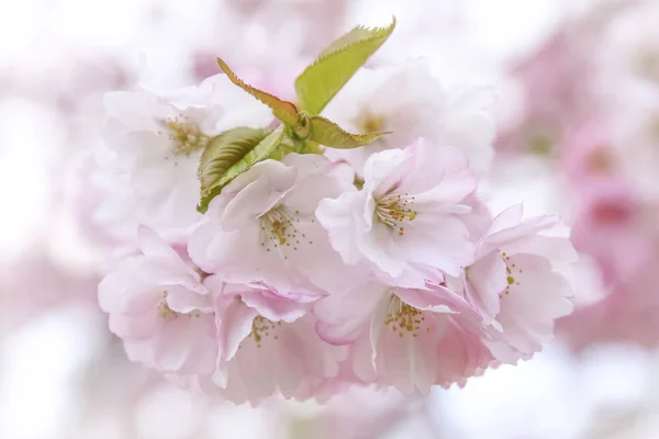 Roze Sakura Bloemen Sakura Bloemen Close Lente Bloesem — Stockfoto