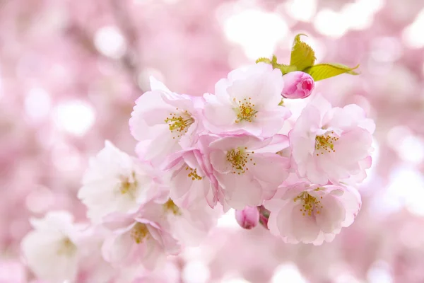 Roze Sakura Bloemen Sakura Bloemen Close Lente Bloesem — Stockfoto