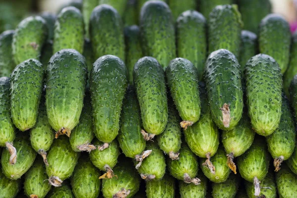 Pepino Verde Belos Pepinos Verdes Frescos Monte Pepinos Estão Venda — Fotografia de Stock