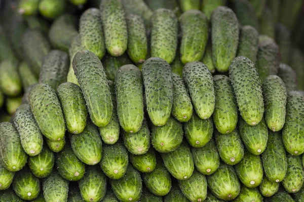 Pepino Verde Belos Pepinos Verdes Frescos Monte Pepinos Estão Venda — Fotografia de Stock