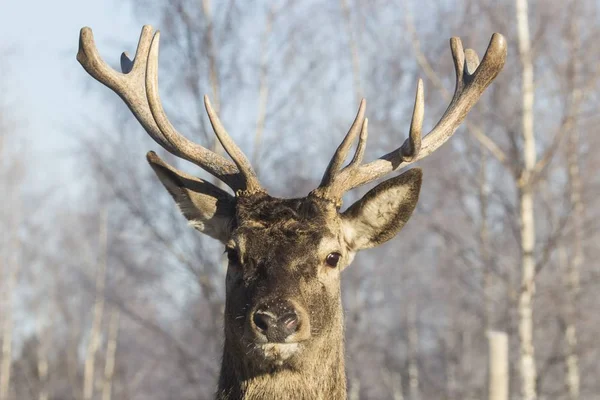 Winter wildlife landscape with noble deers Cervus Elaphus. Deer with large Horns