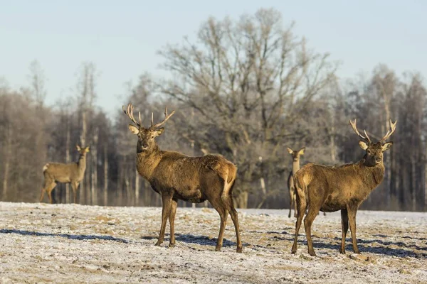 Winter wildlife landscape with noble deers Cervus Elaphus. Deer with large Horns