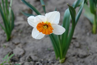 Nergis çiçek çiçek Bahçe yatağında