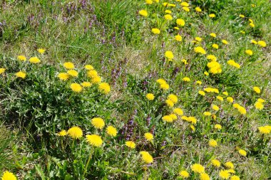Bahar çayır çiçeği dandelions ile.