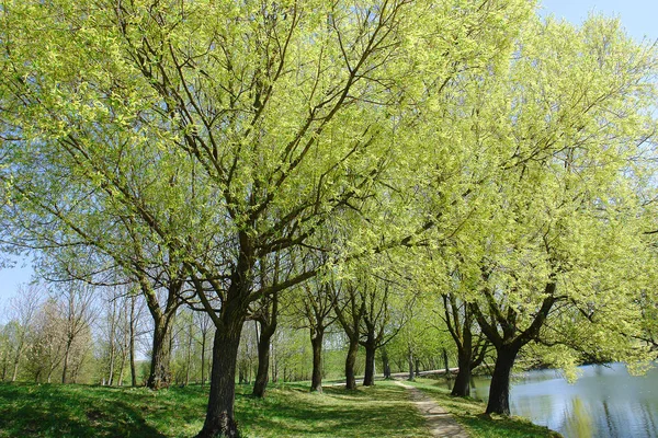 Simli willow çiçeği bahar zamanında.