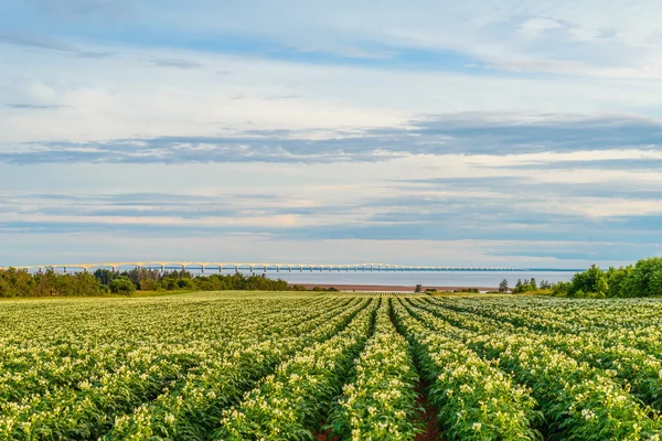 Ряды картофельных растений на картофельном поле с Конфедерацией В — стоковое фото