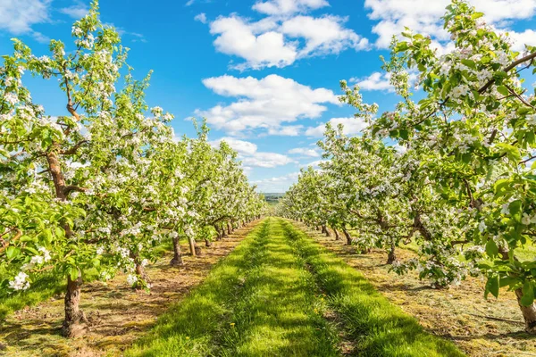 Apple garden blossom — Stock Photo, Image