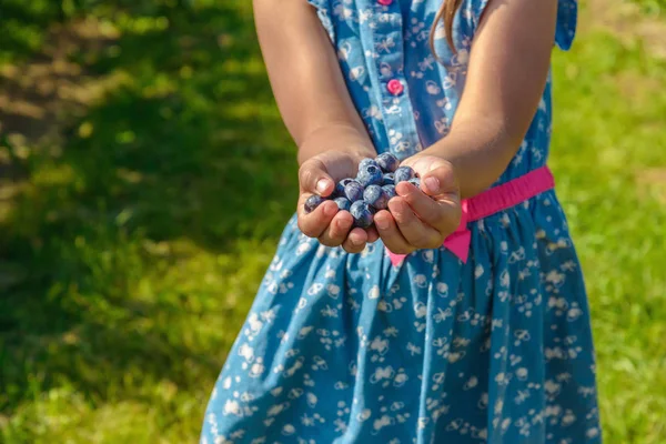 Zralé čerstvé borůvky v rukou dívka — Stock fotografie
