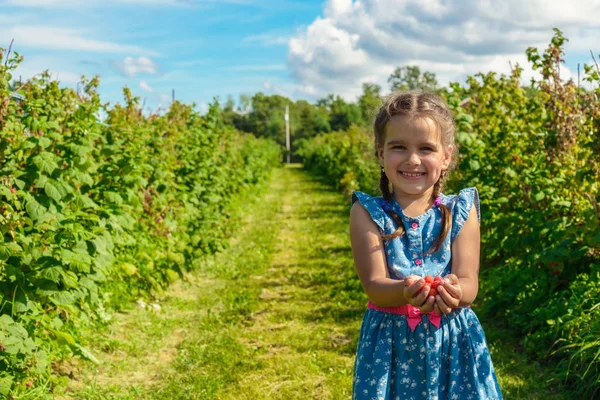 Zralé čerstvé Malina v rukou dívka — Stock fotografie