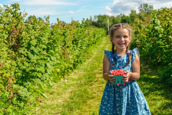 Zralé čerstvé Malina v rukou dívka — Stock fotografie