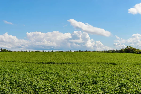 Зеленое поле картофеля — стоковое фото