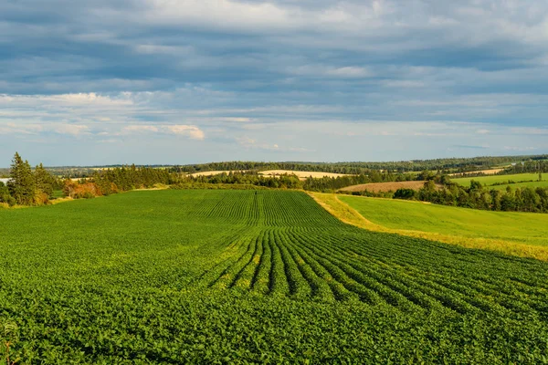 Grünes Kartoffelfeld Stockbild