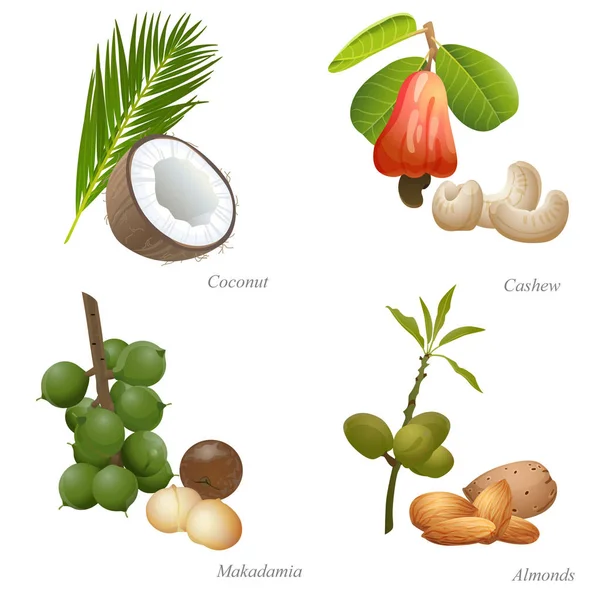 Vier Nüsse mit Pflanze und geschältem Kern — Stockvektor