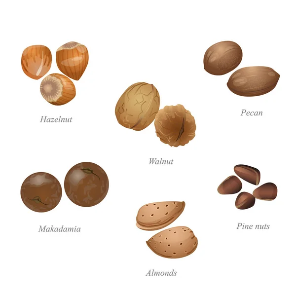 Seis nueces en sus conchas — Archivo Imágenes Vectoriales