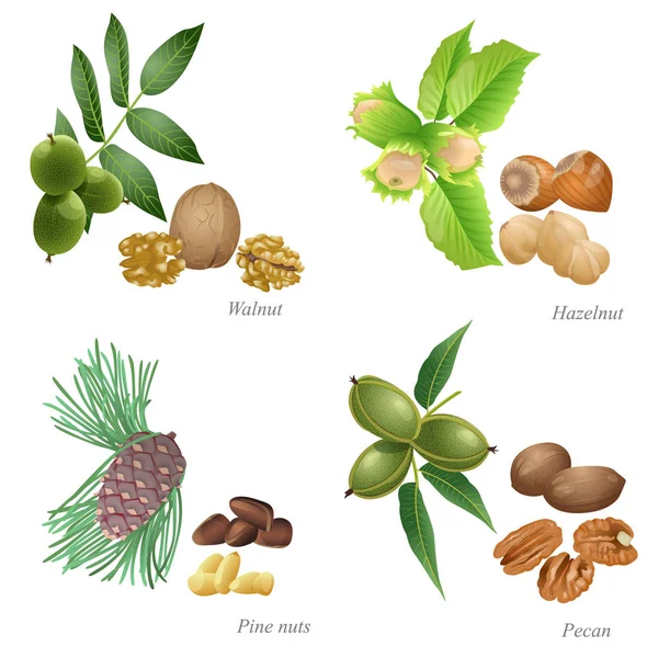 Quatre noix avec des plantes et des grains pelés — Image vectorielle