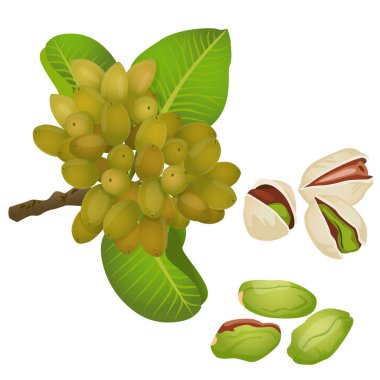 Fıstıklı bitki, fındık ve soyulmuş çekirdekleri