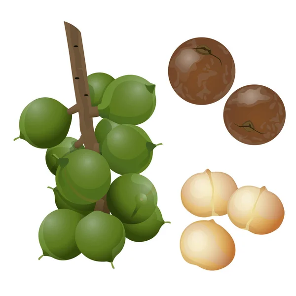 Macadamia piante, noci e gherigli pelati — Vettoriale Stock