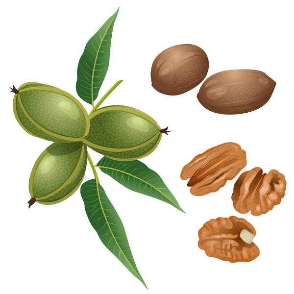 Pécan, noix et amandes pelées — Image vectorielle